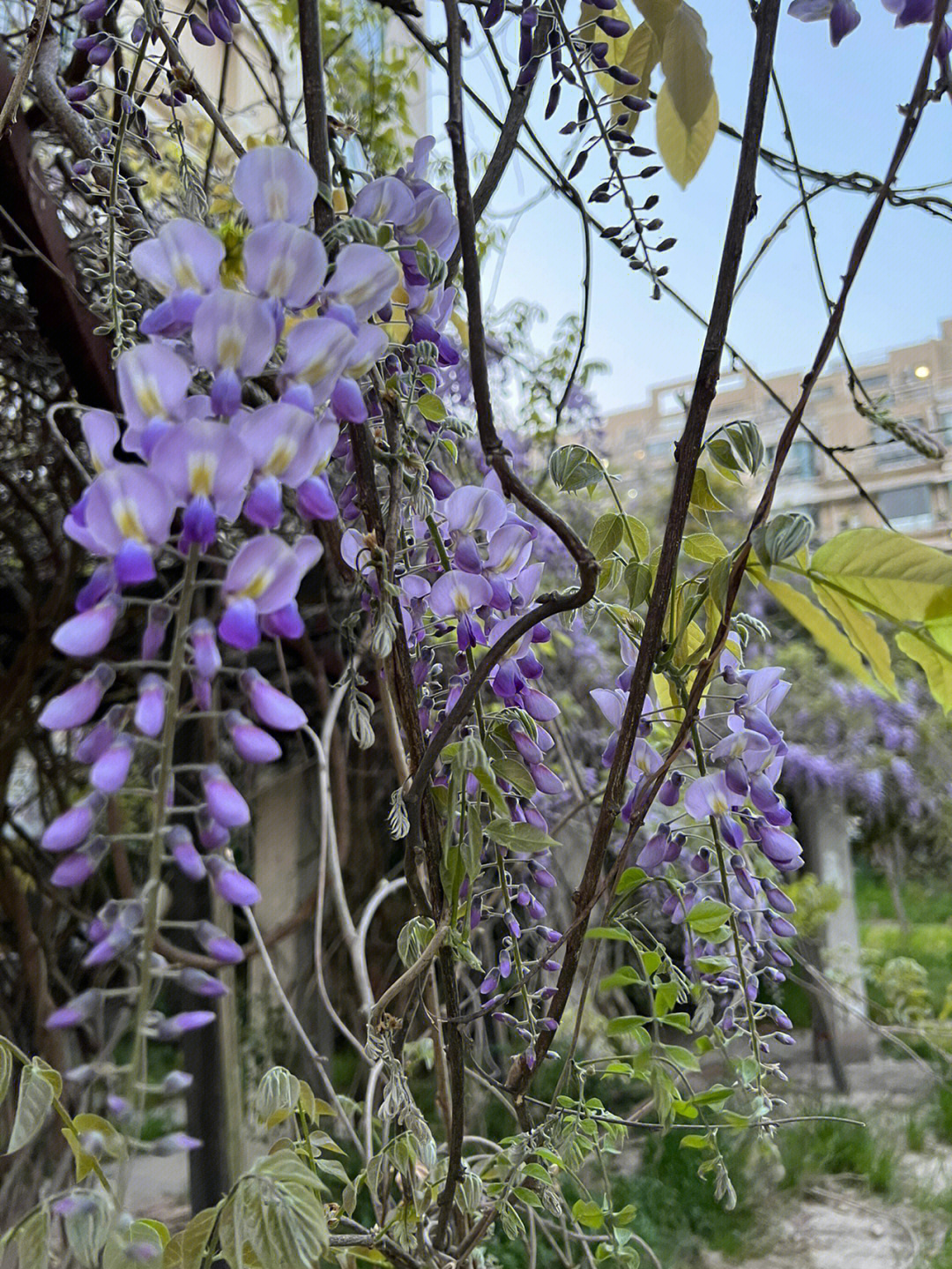 紫藤花生长过程图片