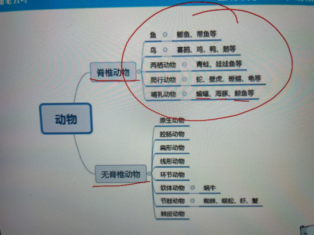 七年级生物动物分类表图片