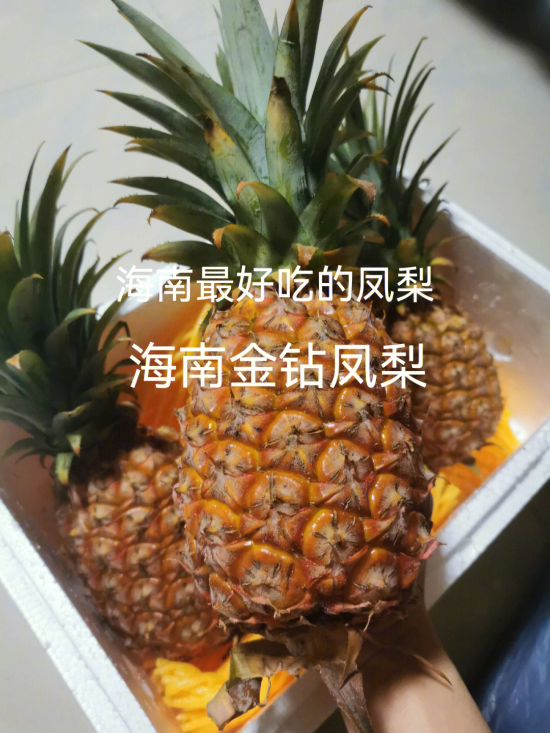 海南金钻凤梨