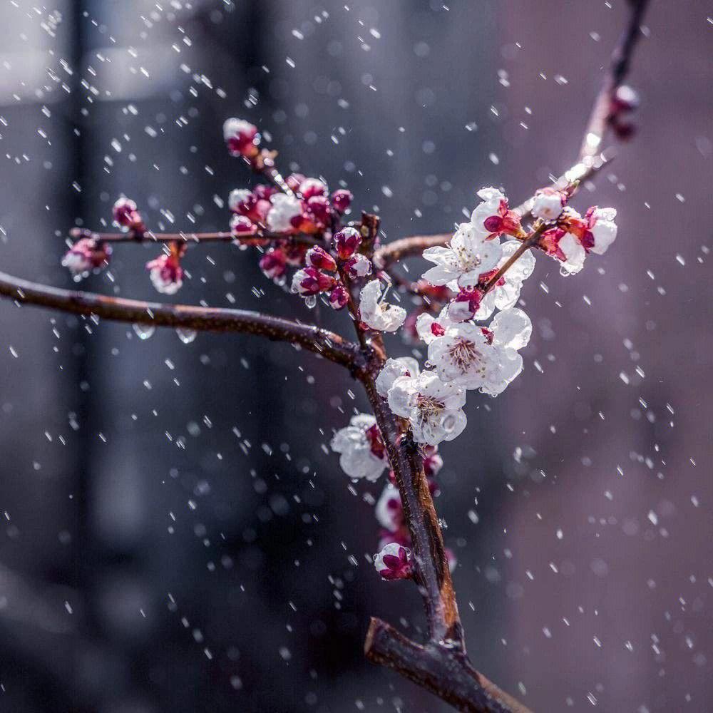 的多情梨花带雨惹了谁的忧伤一朵落花的有意流水的无情