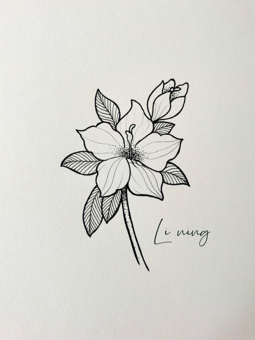 针管笔手绘花卉