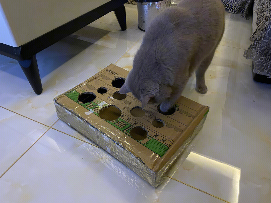 自制猫咪玩具