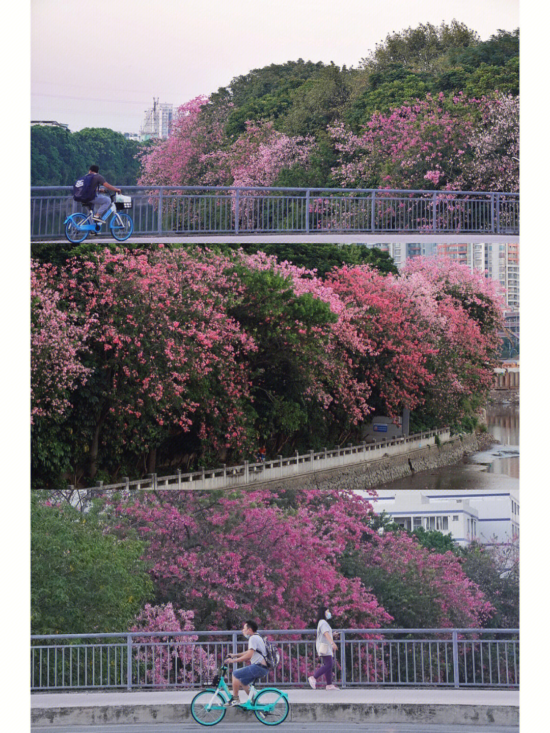 鹅掌坦牌坊图片