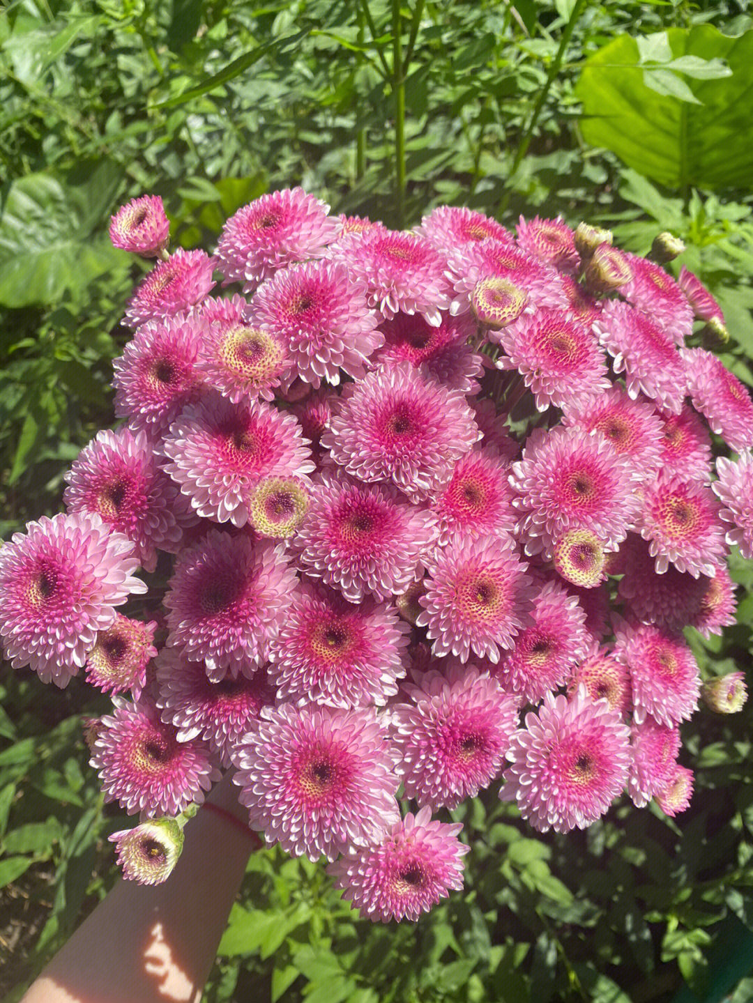 常见小朵菊花品种图片