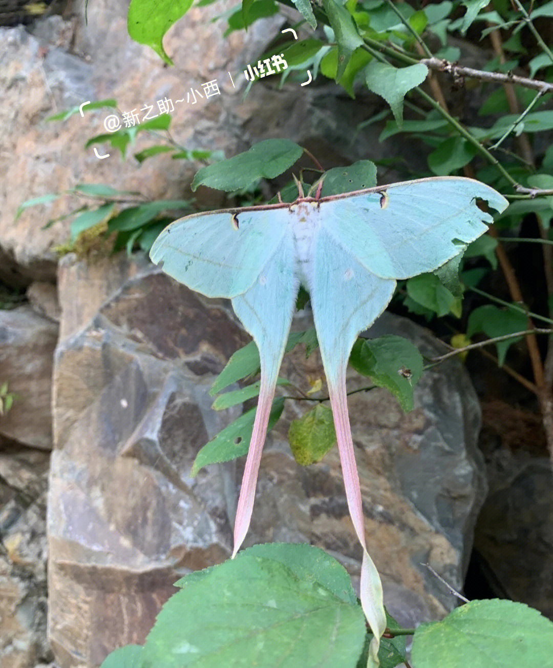 蝴蝶的本领特长图片