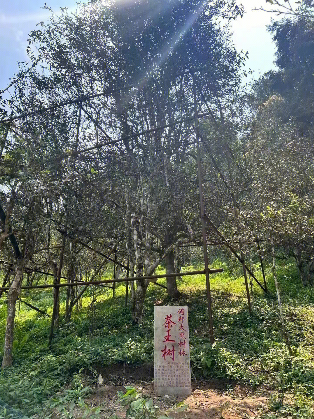 古道穿过茶山 典型老牌易武古二:蛮砖 19个自然村 5个队 瓦竜古树高杆