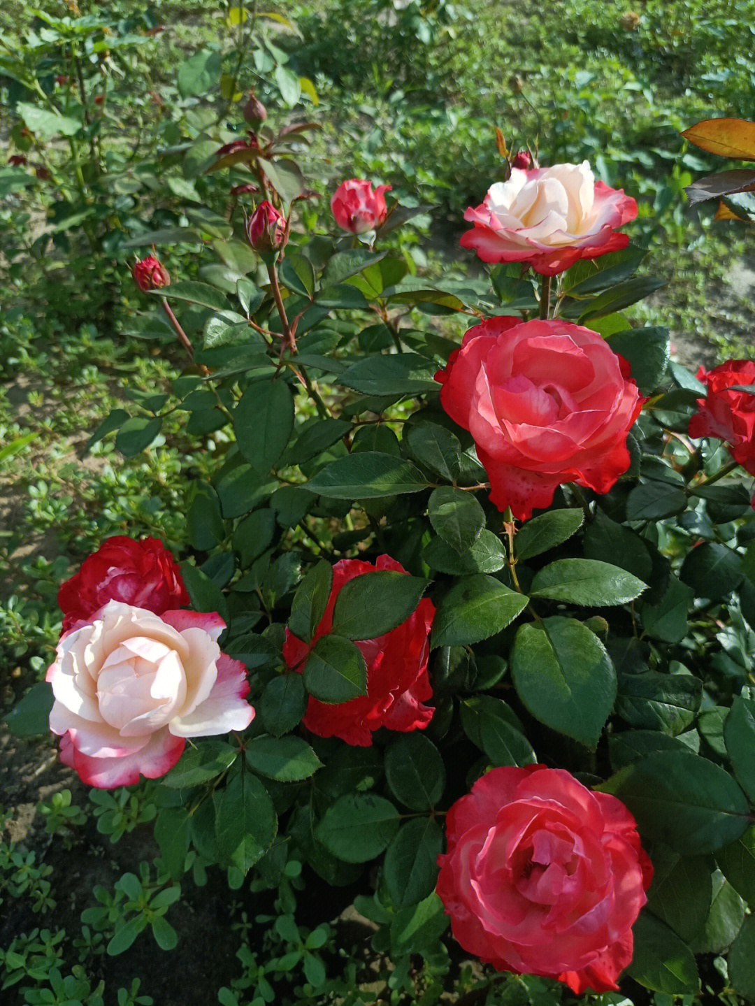 花落花开淑花离婚图片