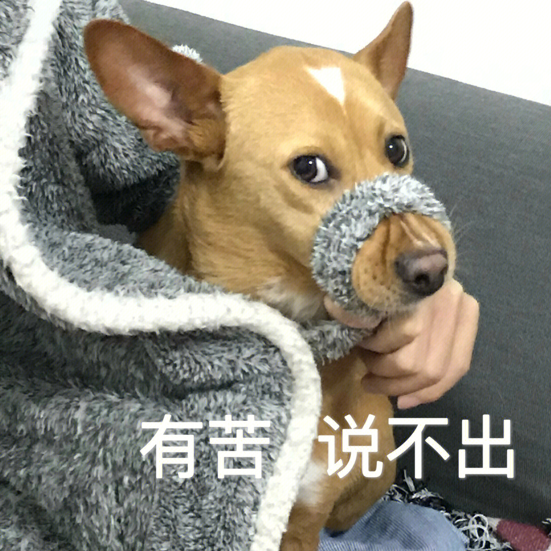 土狗贴贴表情包图片