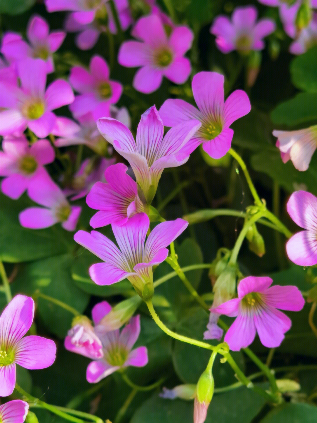 小碎花醡浆草