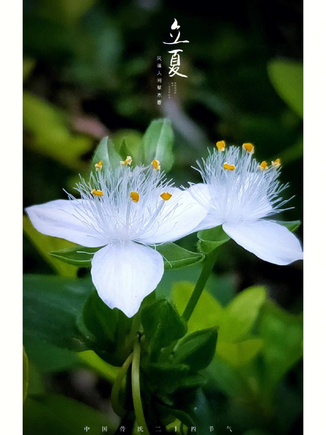 白花紫露草花期图片