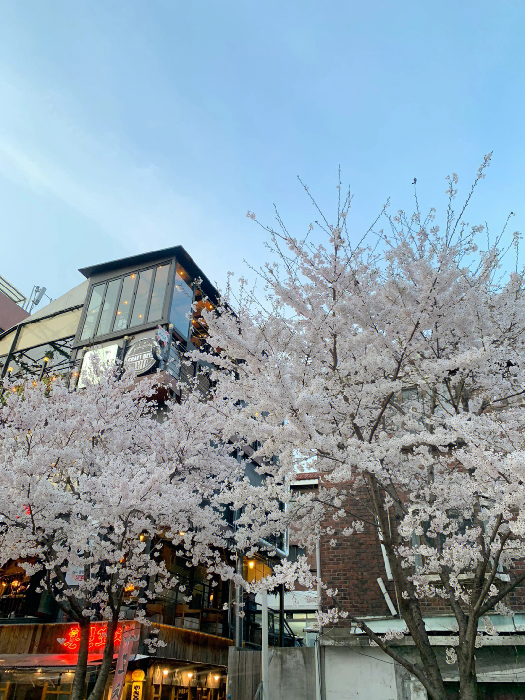 韩国樱花绝佳赏花地点