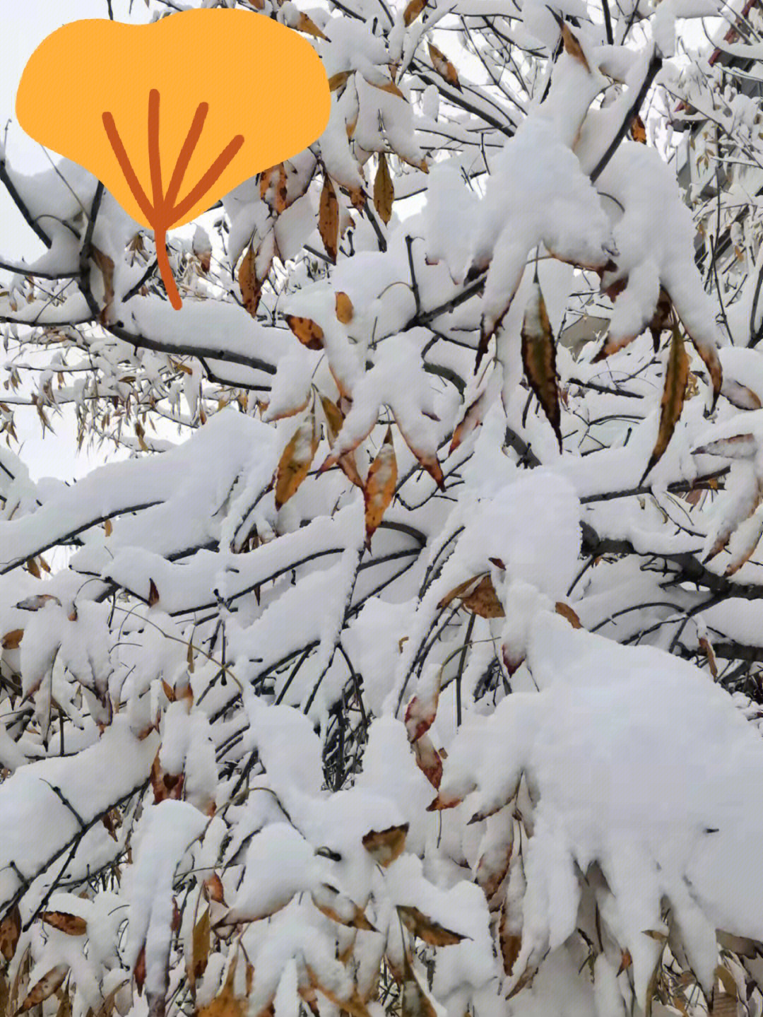 大雪節氣誰是真正下雪王_大雪節氣養生_大雪節氣祝福