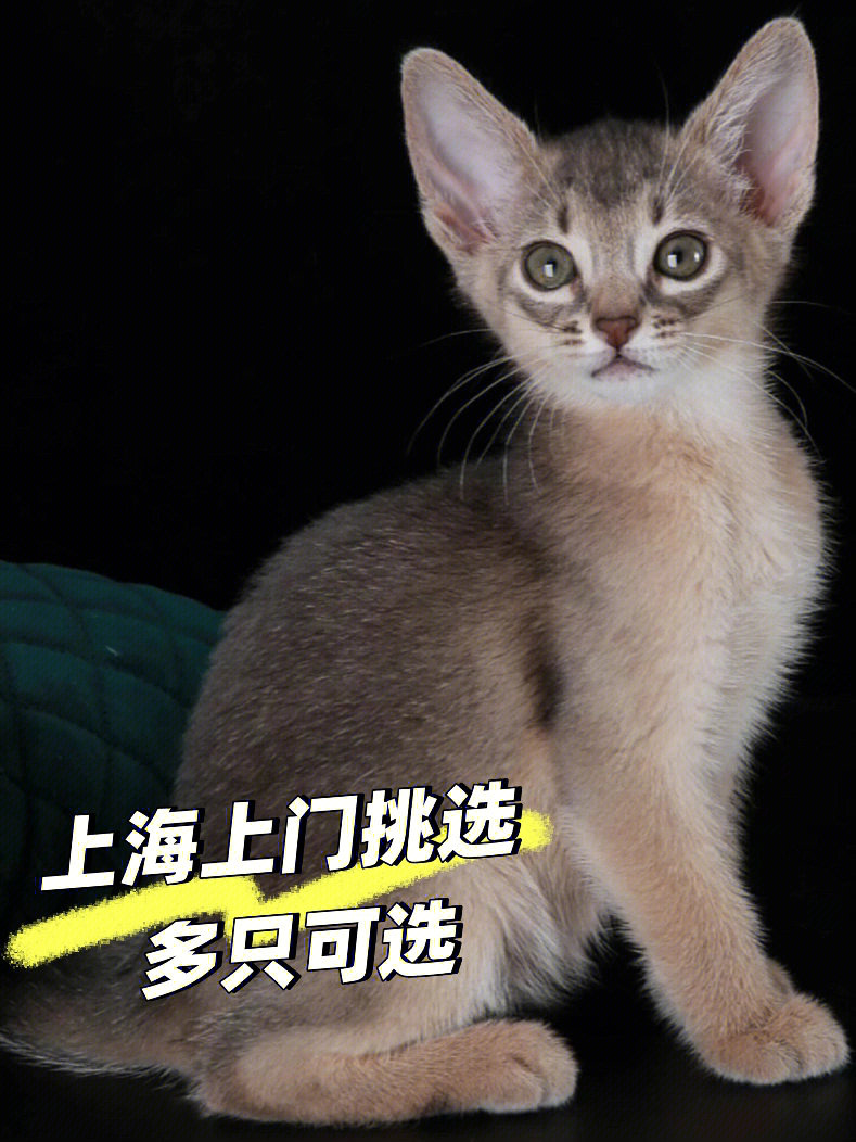 上海蓝色阿比西尼亚阿比猫舍可上门选多只