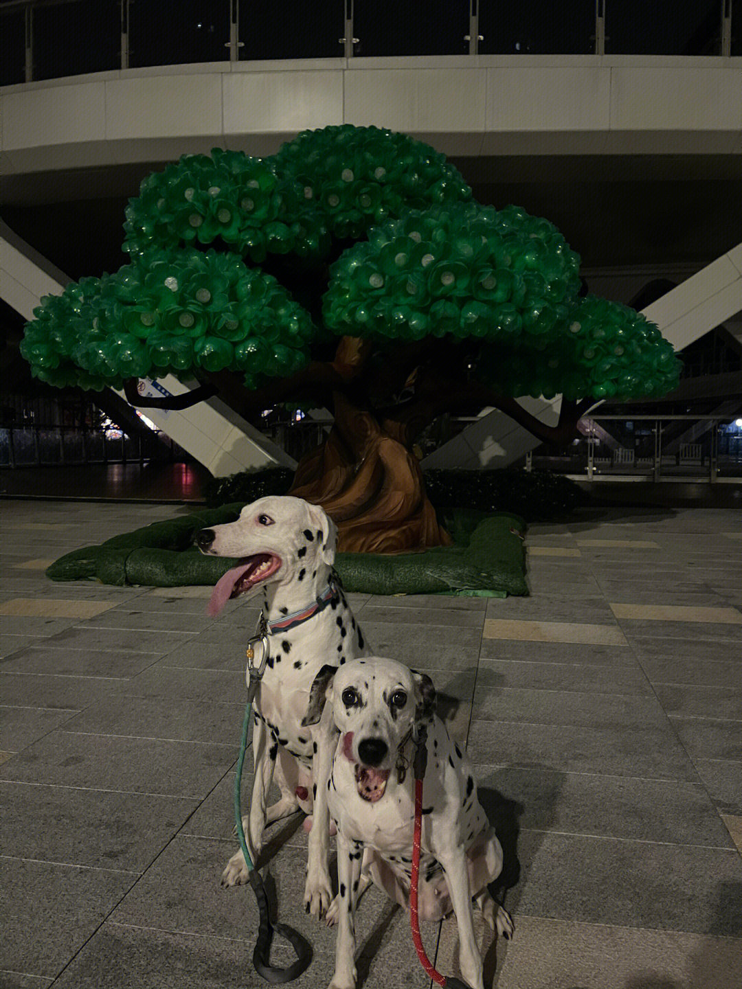 大麦町犬咬人图片