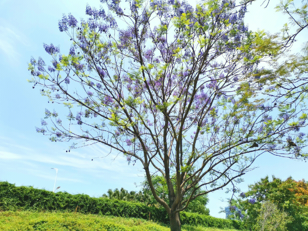 这是属于蓝花楹的梦幻紫