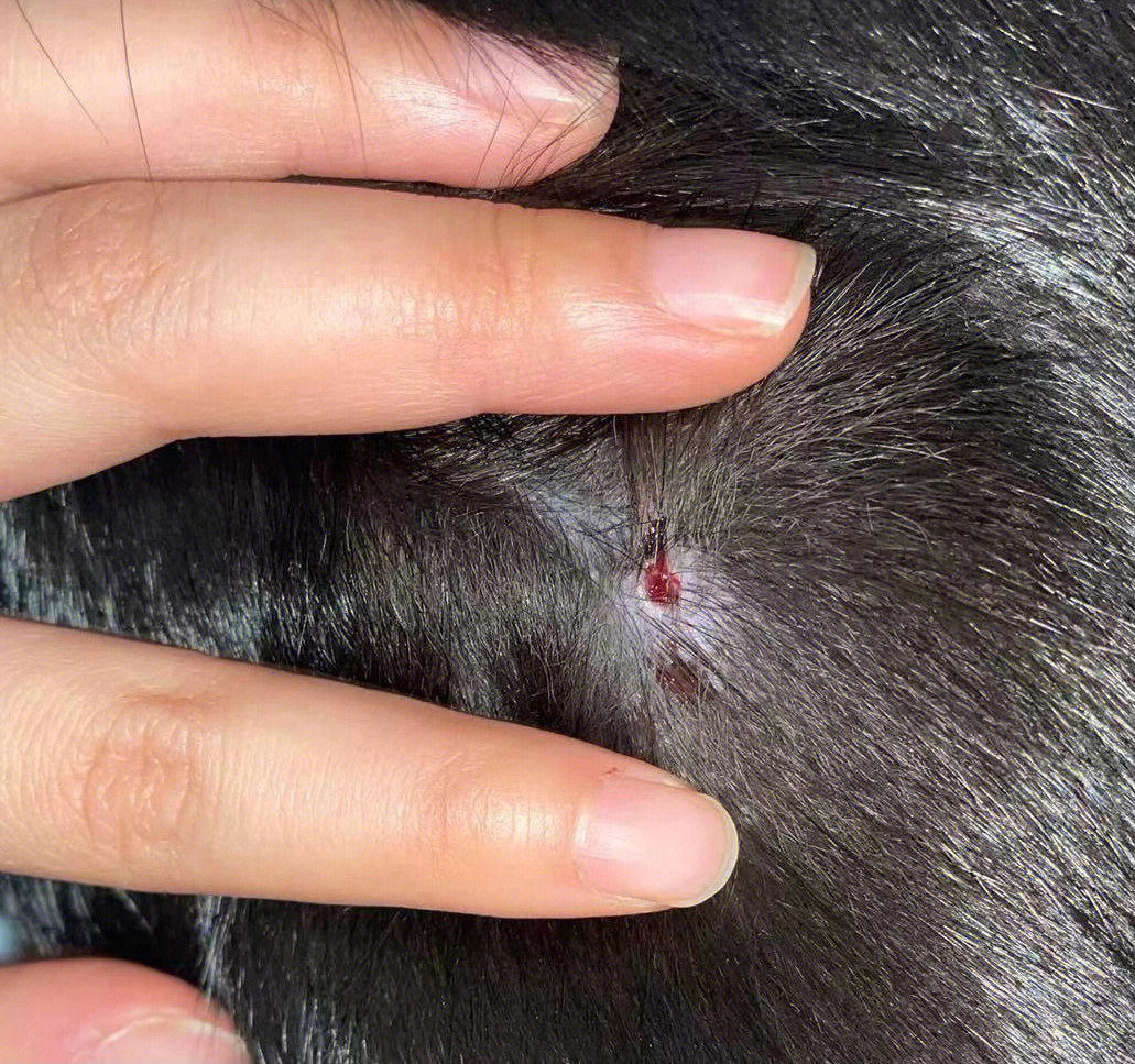 狗蜱虫伤口图片