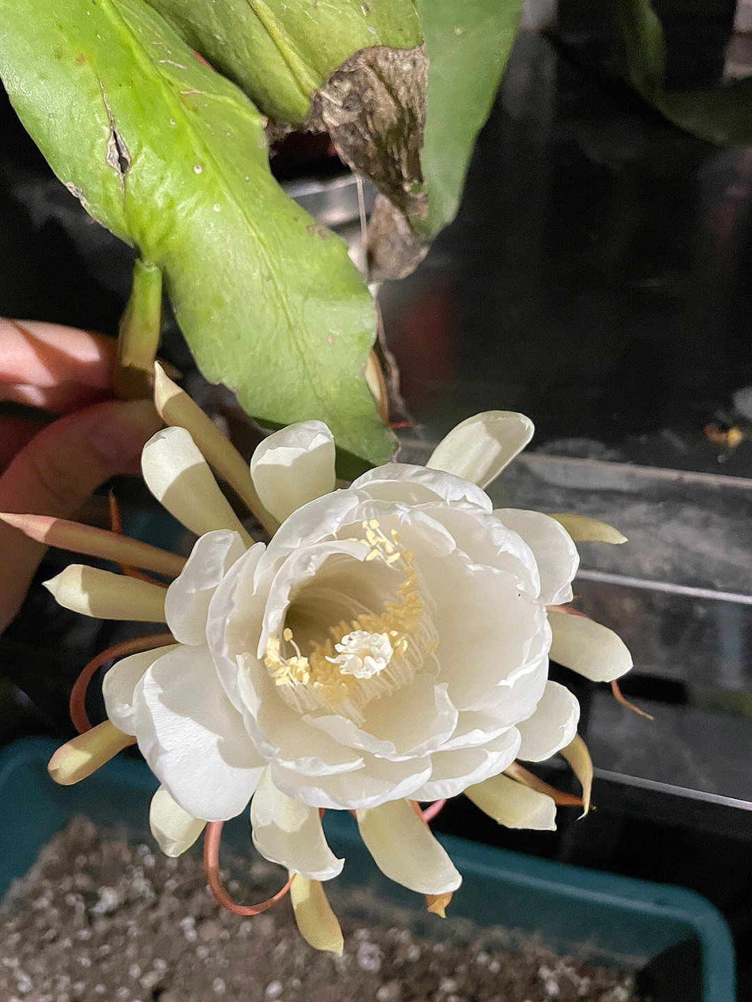 昙花一现