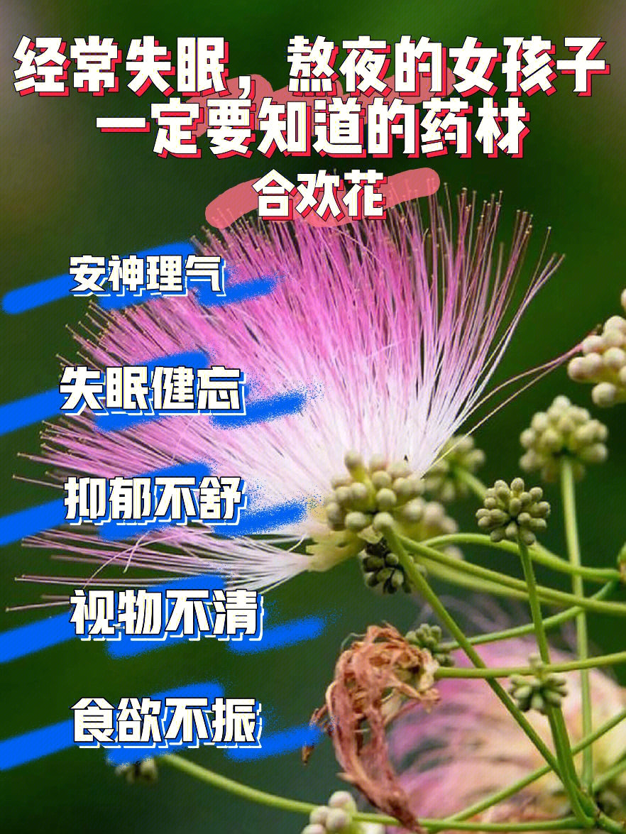 合欢花花语是什么图片