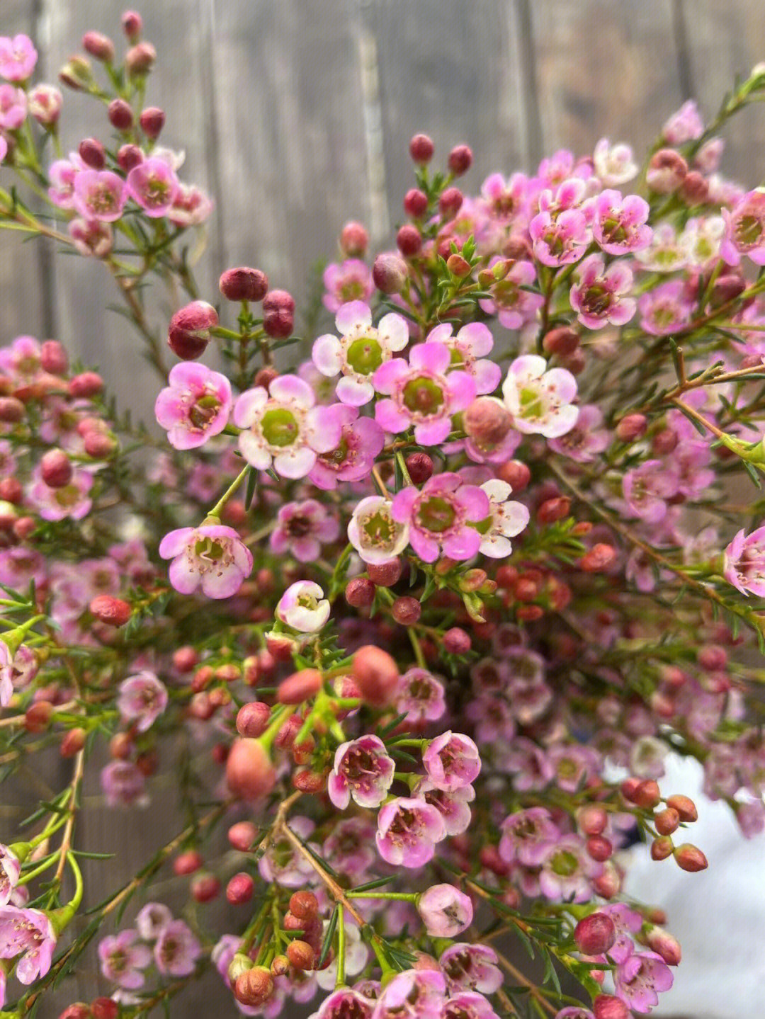 属于秋冬季节的花材澳洲腊梅