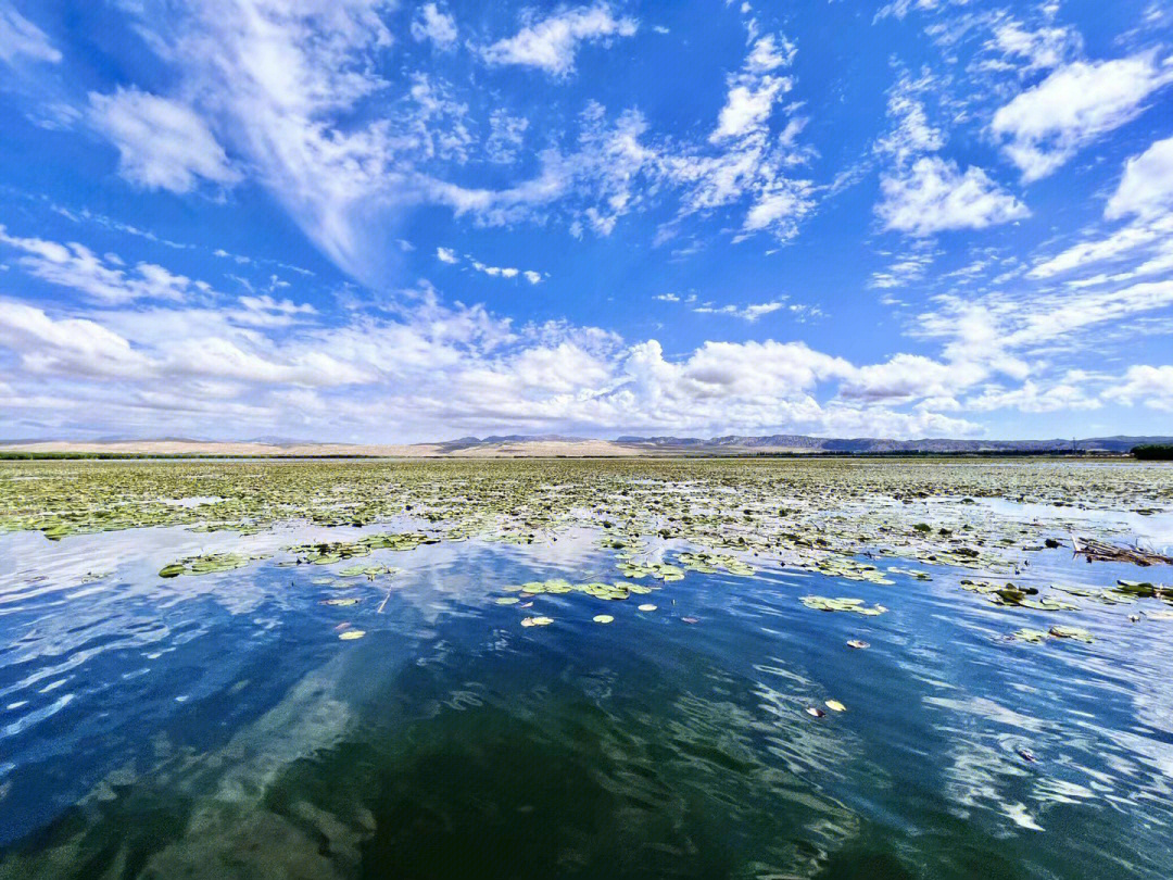 博斯腾湖莲花湖迷人的风景