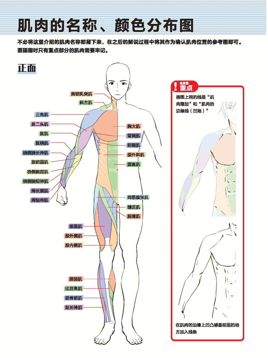 全身筋结点位置图图片