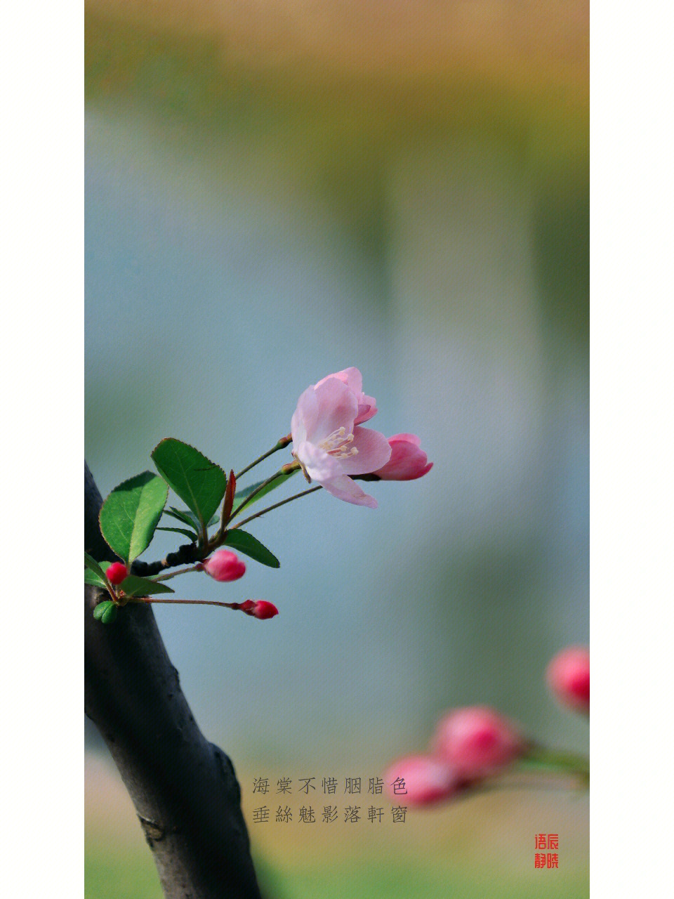 花天女海棠花贴吧图片