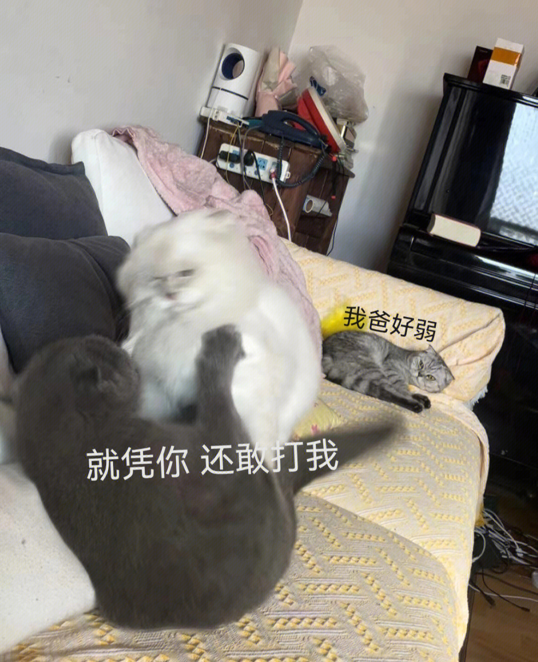 大型猫咪打架现场#猫咪日常#猫咪打架#表情包#搞笑表情包