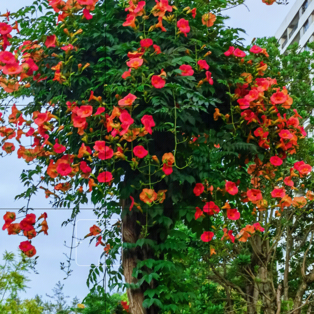 美国凌霄花的花期图片