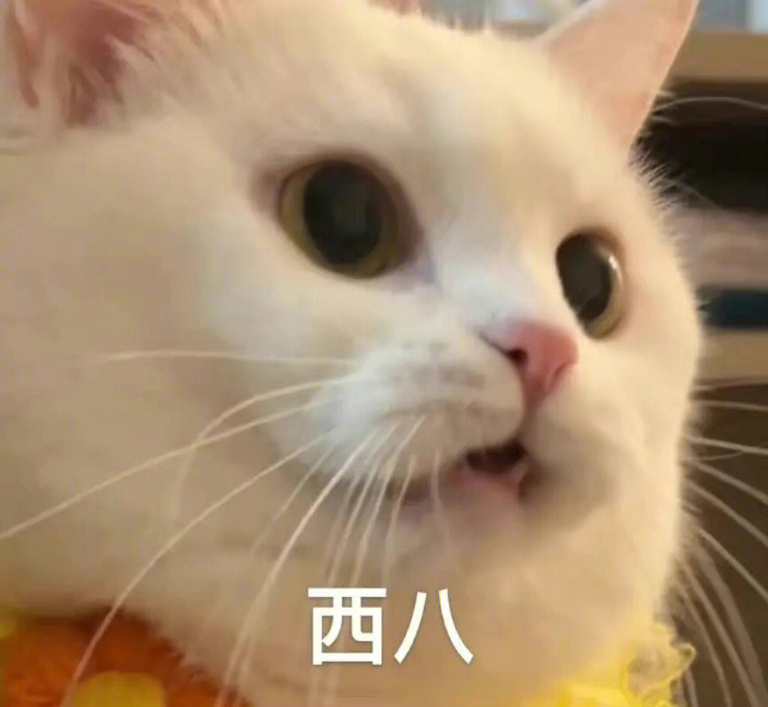 西八老马猫图片图片