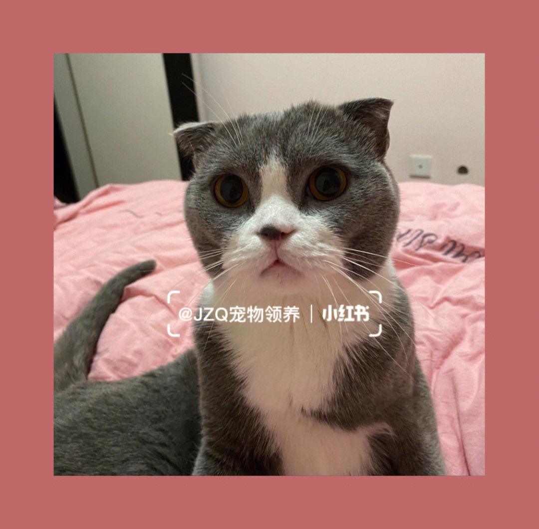 英短折耳猫多少钱一只图片