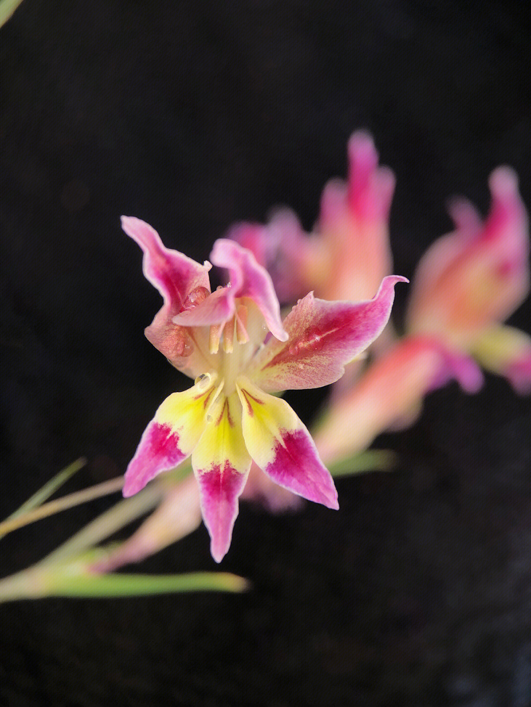 原生剑兰gladiolusvenustus