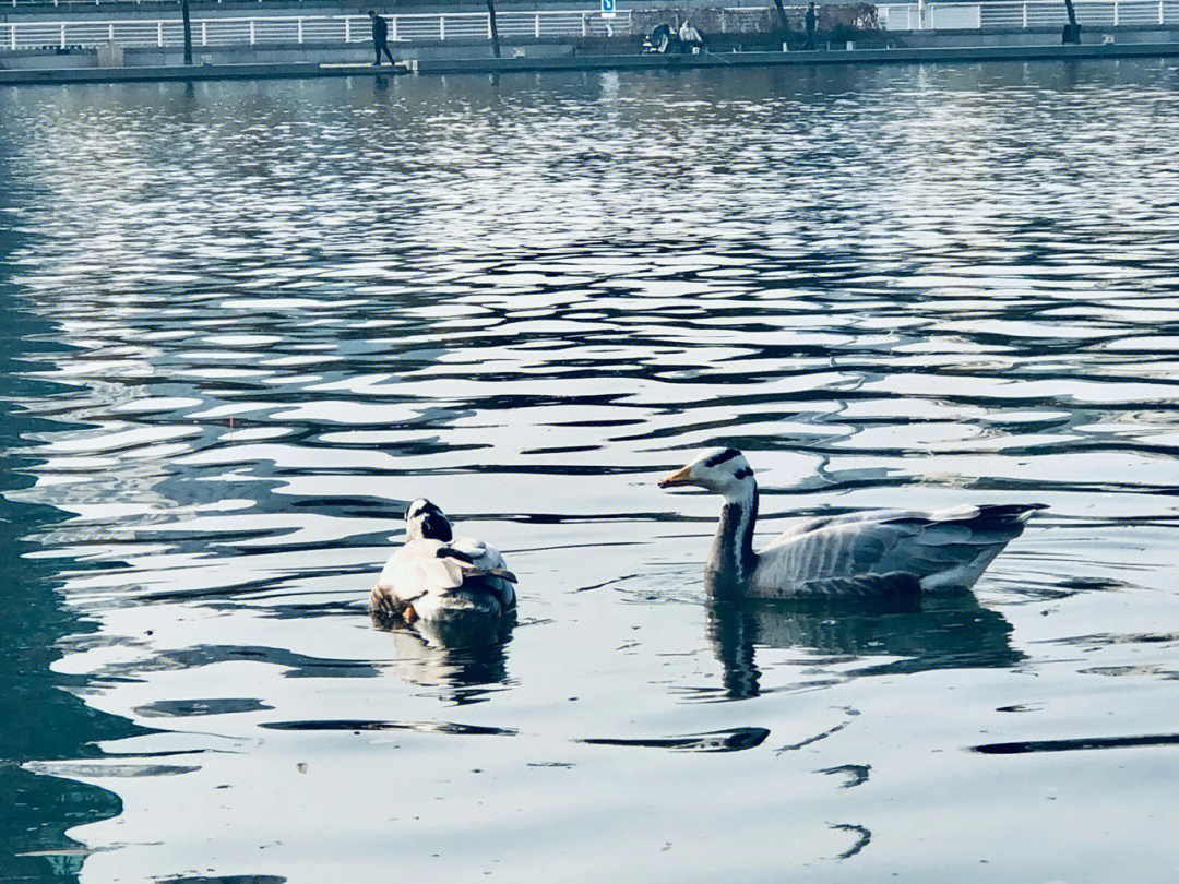 如影随形po盛夏图片