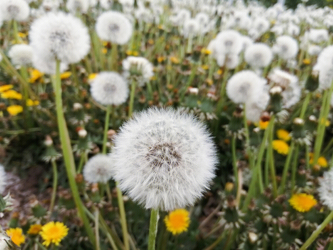 蒲公英种类有几种图片