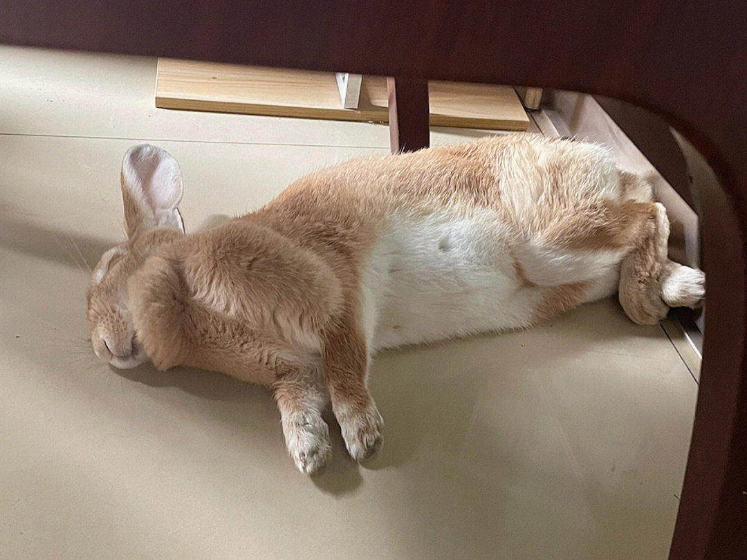 小白兔睡觉姿势图片