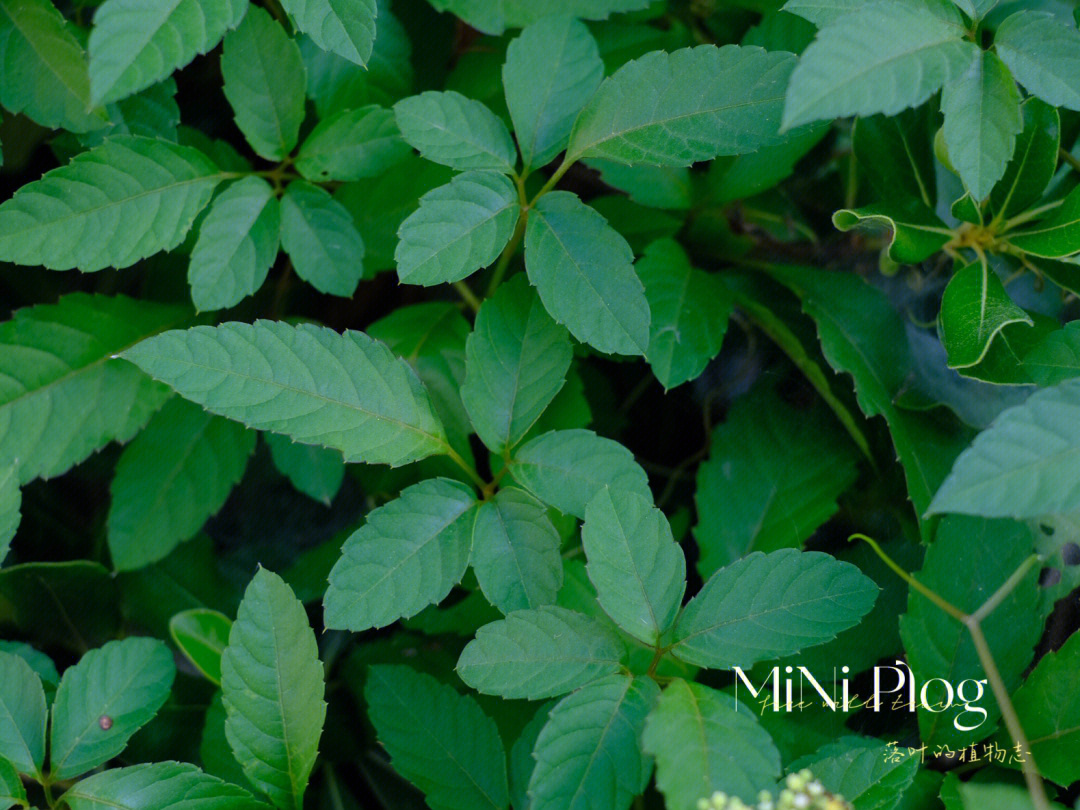院子里发现一片藤蔓植物——乌蔹莓,5枚小叶片组成鸟足状,也被叫做