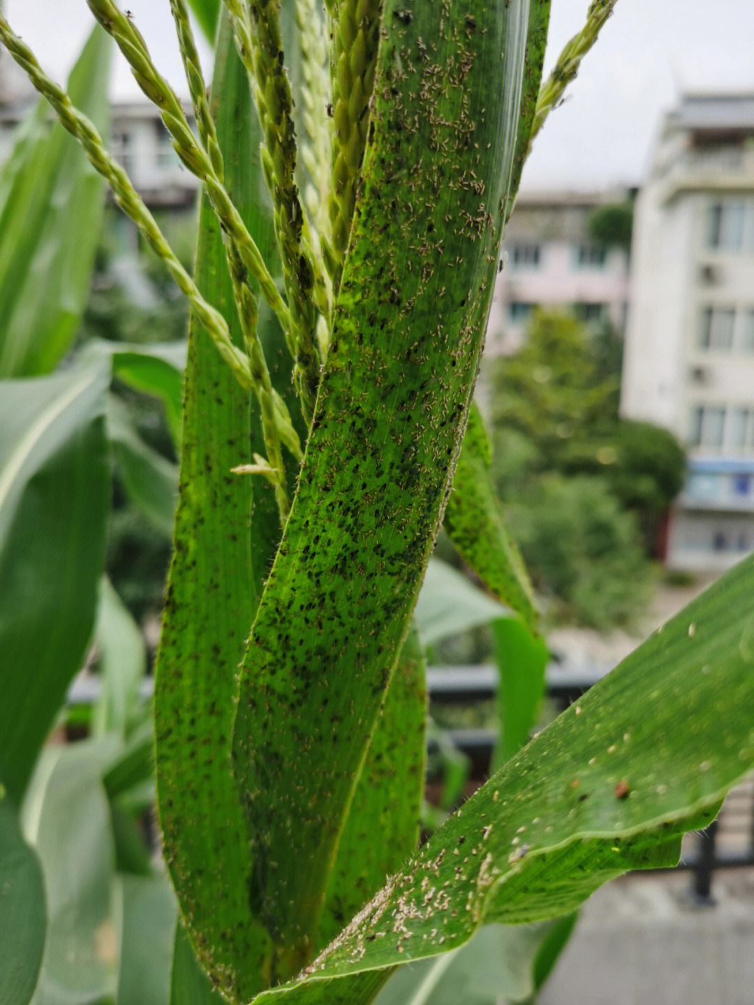 蚜虫怎么治图片