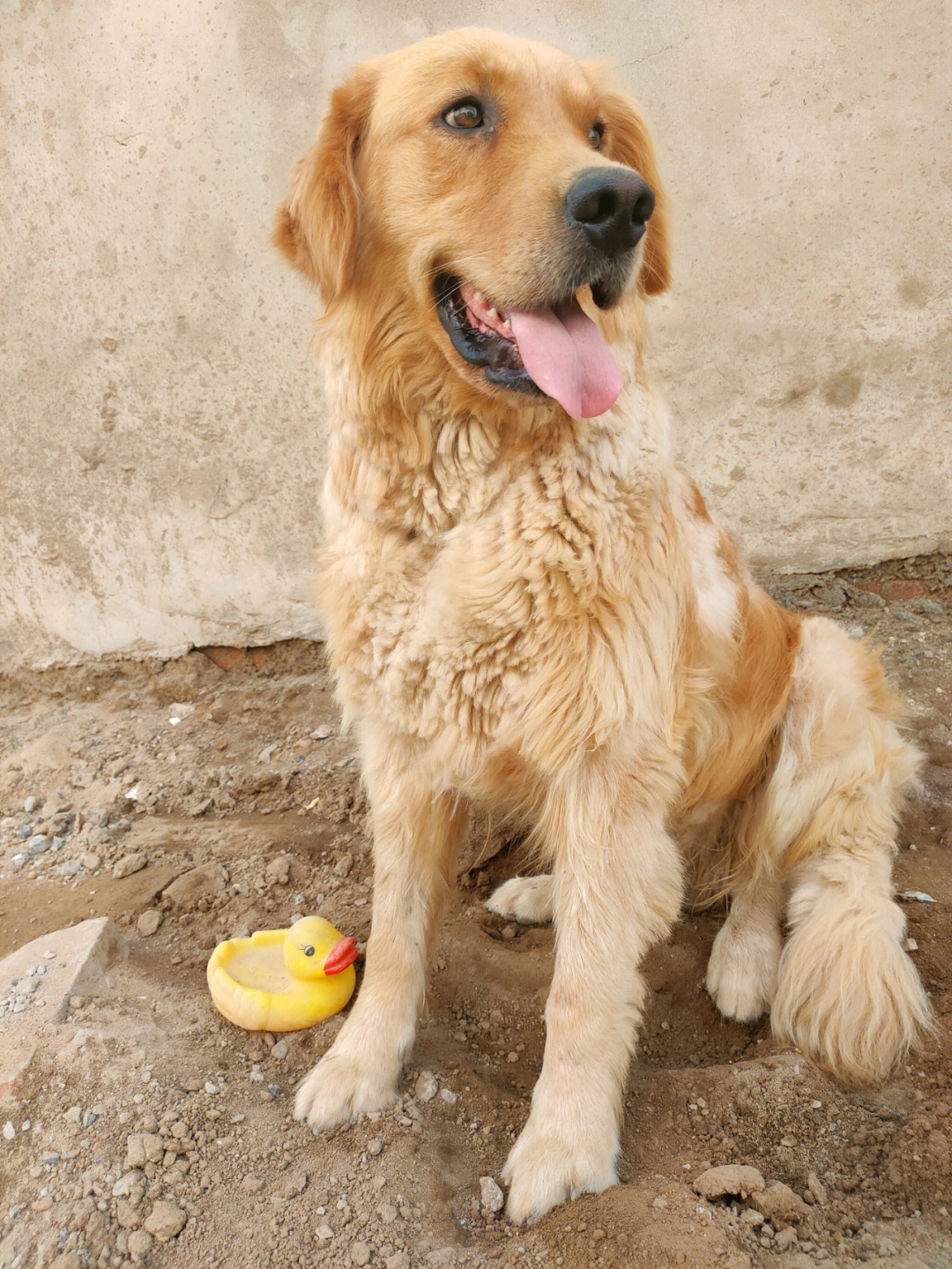 金毛母狗狗名字大全招财_德牧犬名字大全 母狗狗_男金毛狗狗名字大全