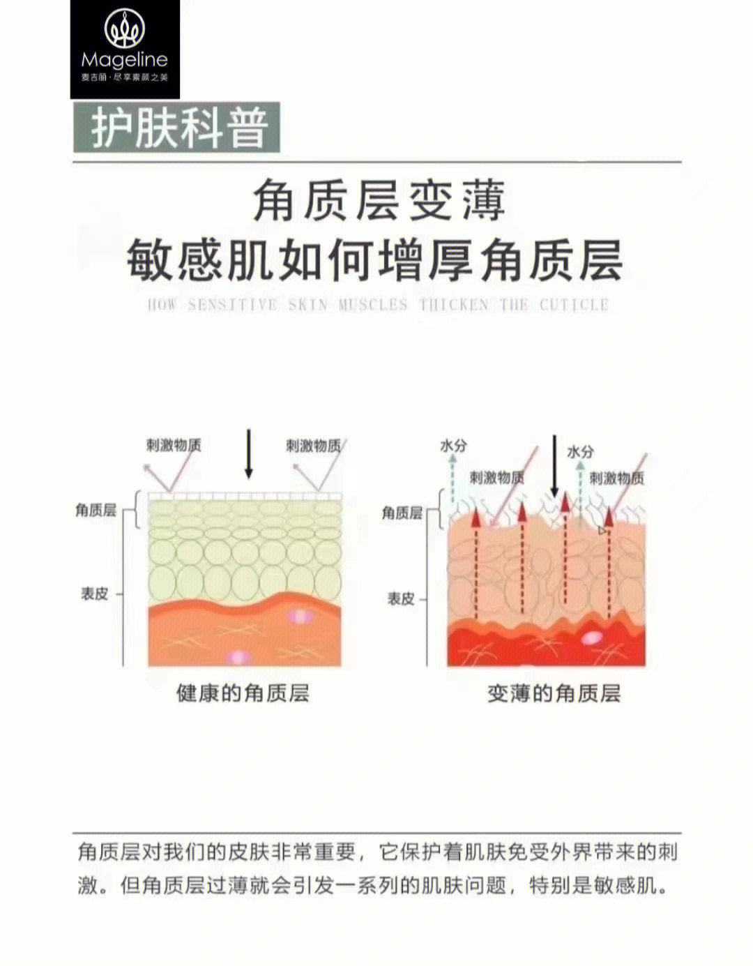 角质层是什么呢如何增厚角质层