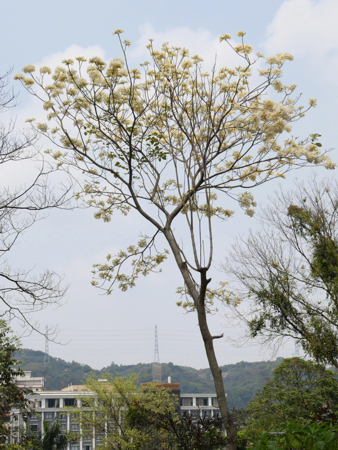 白花风铃木的介绍图片