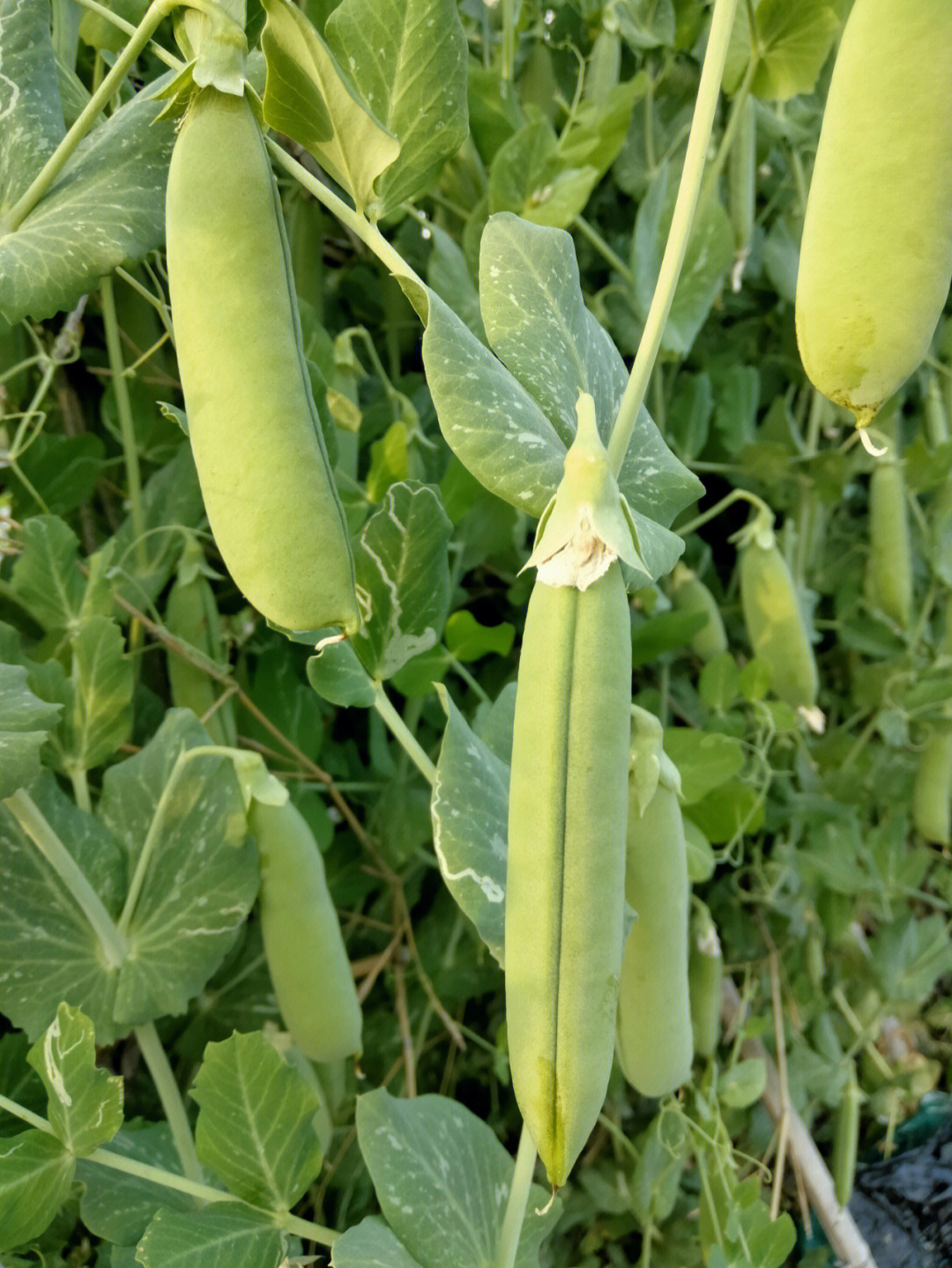 甜豆和荷兰豆区别