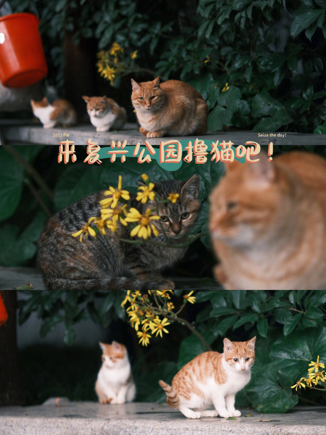 上海复兴公园这个公园含猫量也太高了