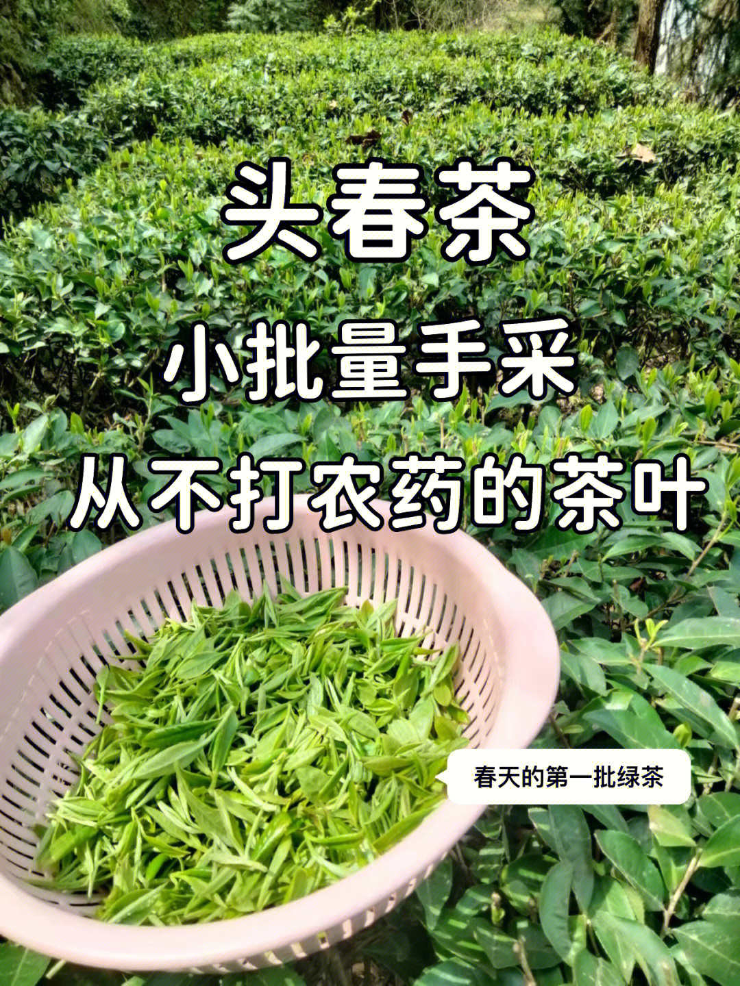 头春茶图片