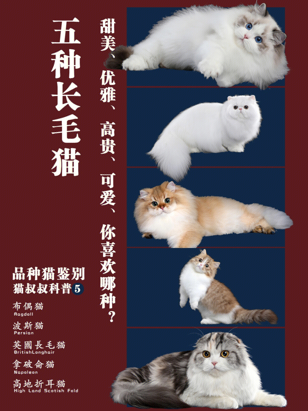 长毛猫品种大全 名字图片