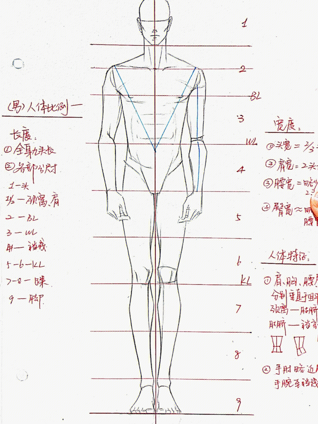 服装画入门级教程人体比例男性模特