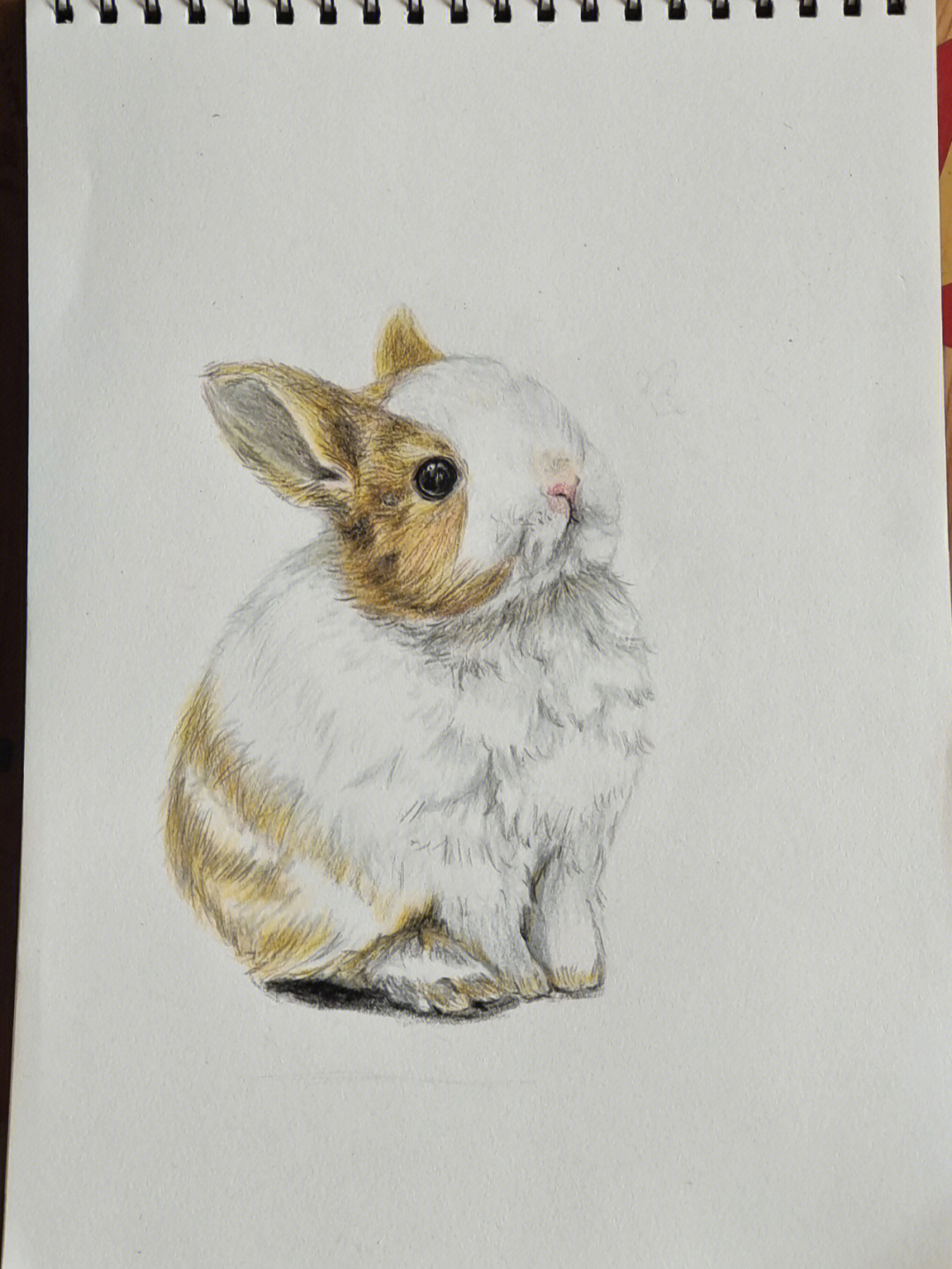 彩铅兔兔