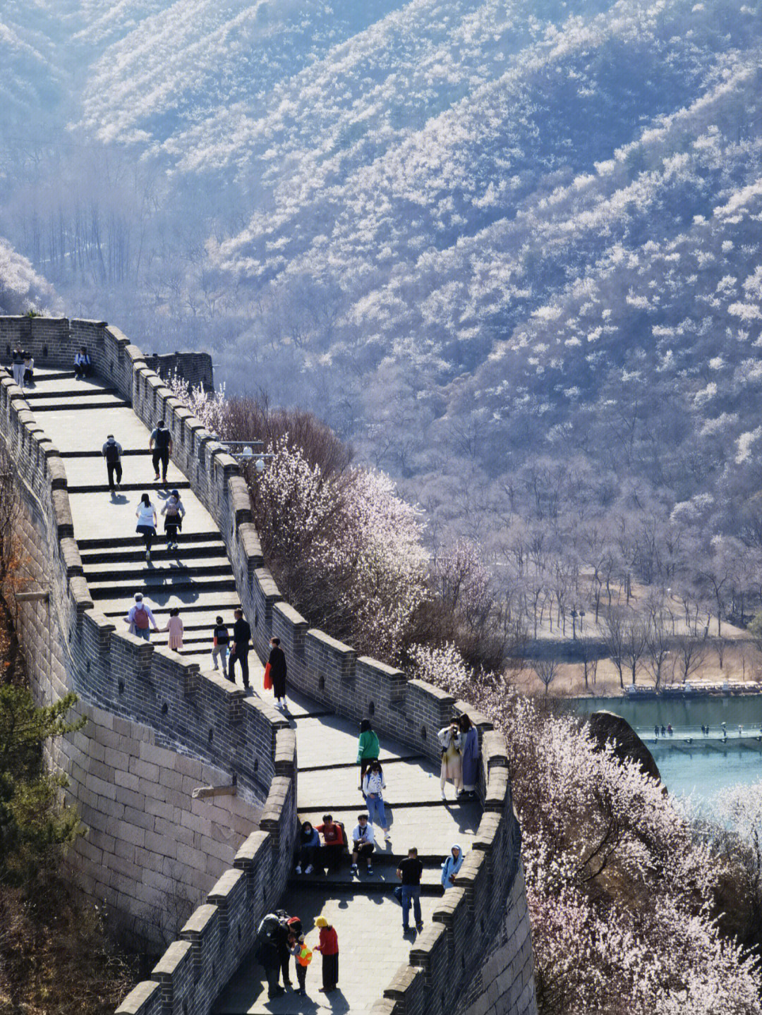 黄花城水长城桃花图片