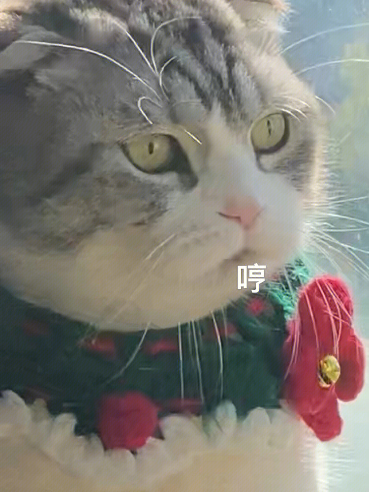 小猫咪好凶好害怕