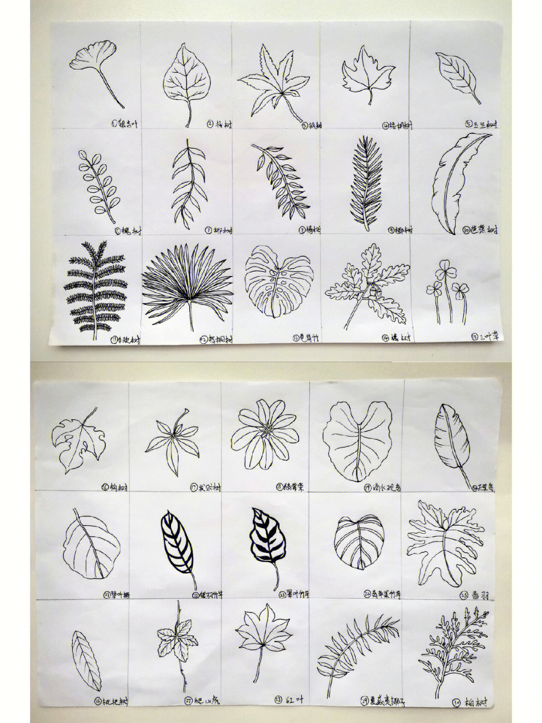 45种不同造型树叶的简笔画画法原创82