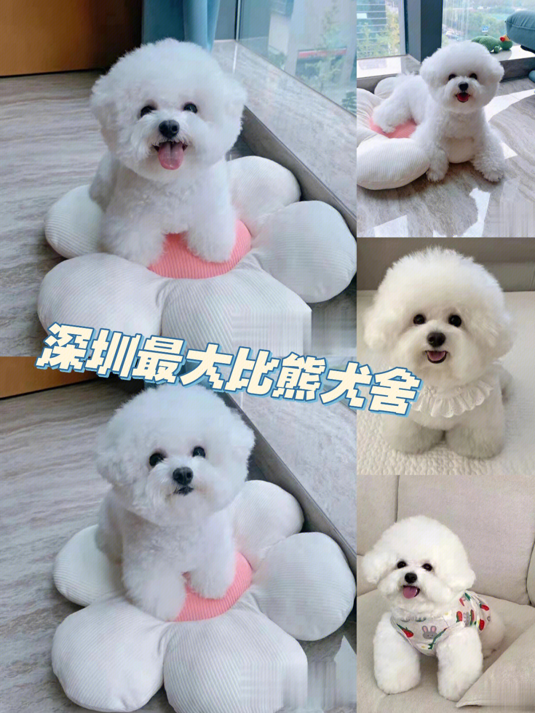 大型比熊犬图片及价格图片