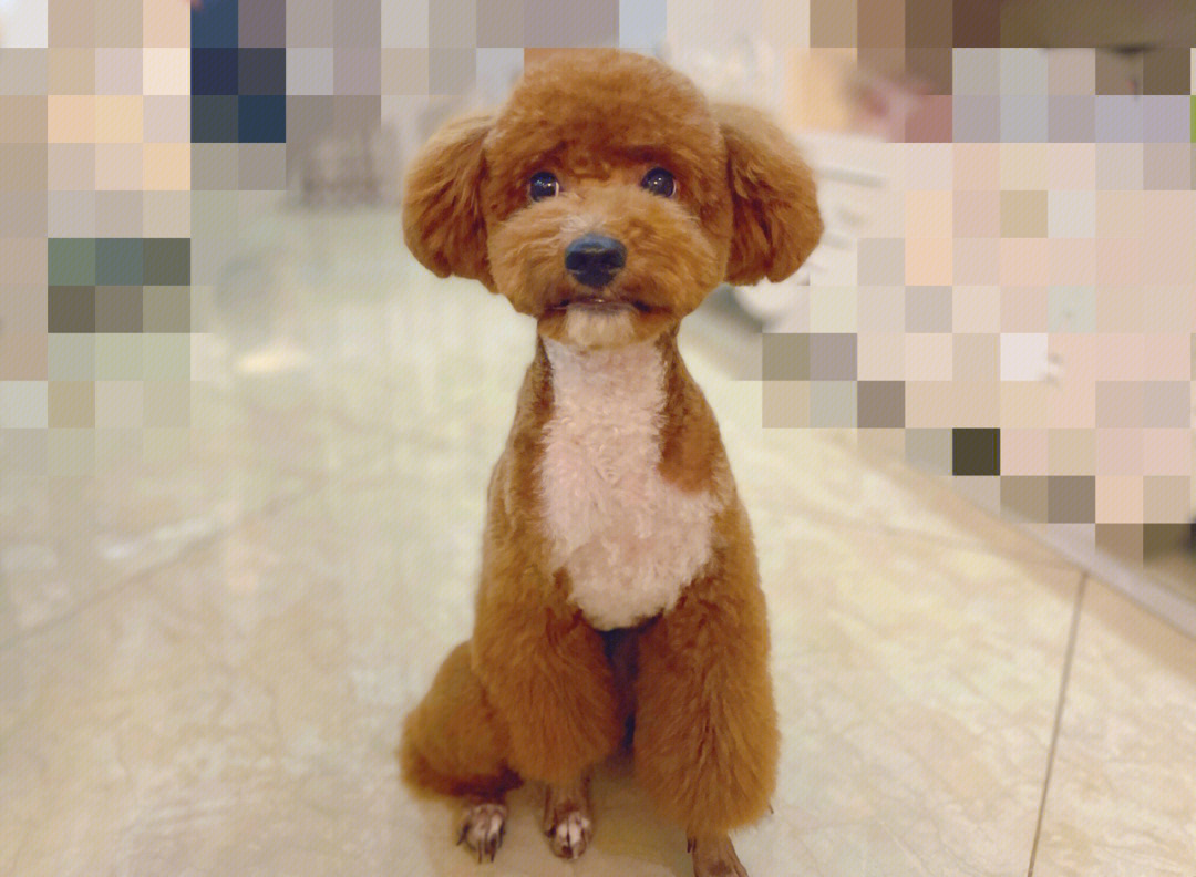 泰迪狗狗发型扎法图片